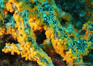 Malendure - îlet Pigeon